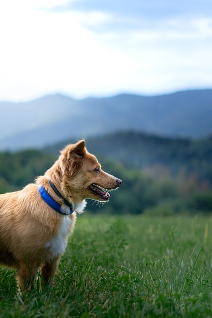 Dog friendly holidays