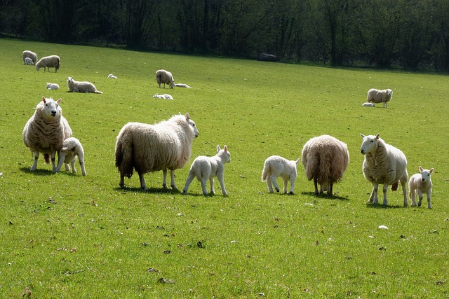 Mind the sheep - keep your dog on a lead